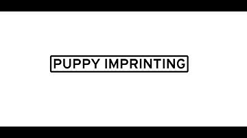 Puppy Imprinting Training (TEASER)