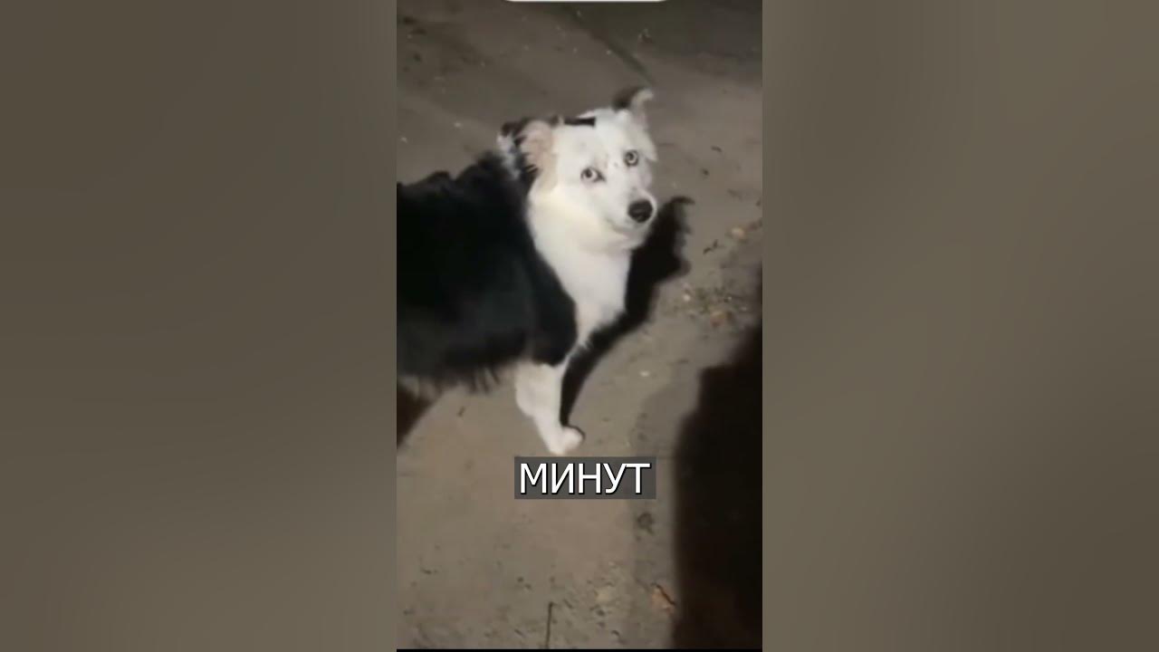 колонки издают странные звуки. динамик звук. колонки издают странные звуки. акустические колонки для презентации. задние колонки opel omega b.