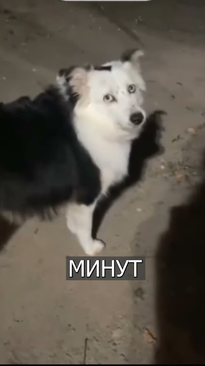 Собака издает СТРАННЫЕ звуки - YouTube
