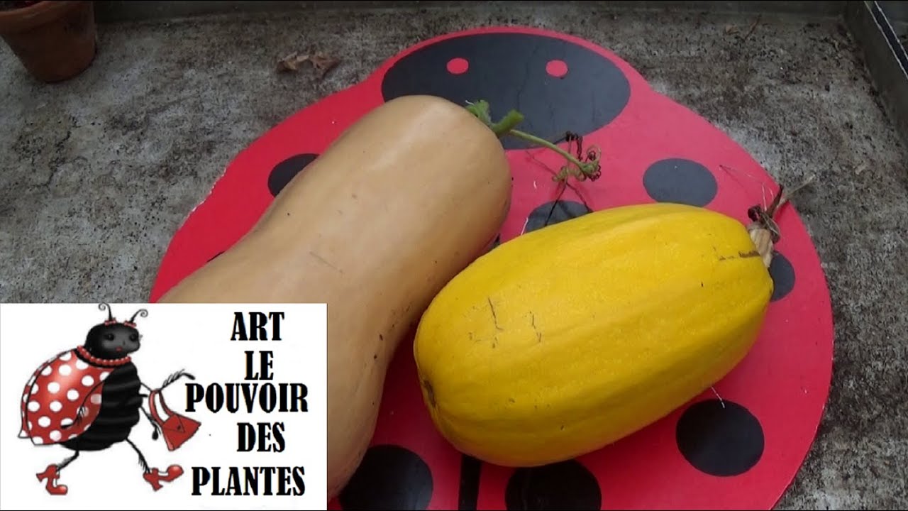 Conseil jardinage: Taille sur des courges butternut: Semis, plantation, culture, récolte: annuelle