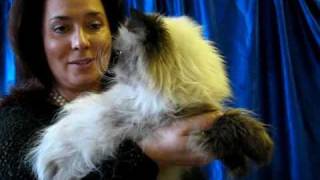 Гималайская кошка на выставке PCA - Himalayan cat Гималайская кошка на выставке PCA - Himalayan cat