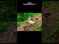 Dear Park 🏞️🦌#minivlog #viral #funny #ytshorts #odia #vlog
