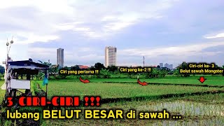3 Ciri-Ciri Lubang Belut Babon Sawah Yang Pasti Ada Isinya