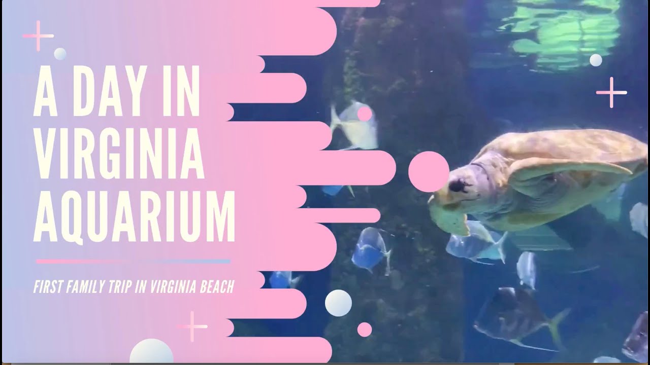 A Day in Virginia Aquarium Marine Science Center First Family Trip YouTube