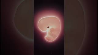 مراحل تطور الجنين في القران - ياسر الدوسري