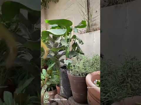 Video: Métodos de cría y cuidados de Monstera