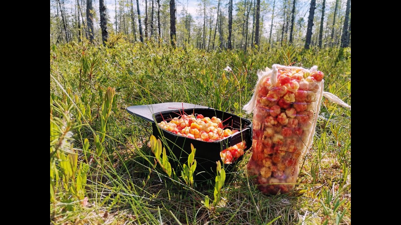 сбор дикоросов в сибири. сбор брусники в карелии. сбор морошки в карелии. собиратель ягоды в карелии. сбор ягод в карелии.