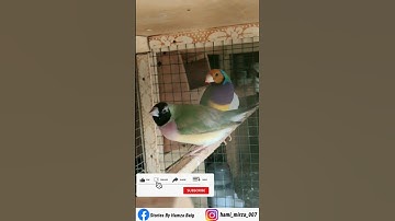 Rainbow Java Finch Bird | Colourful Sparrow 🐦 #shorts