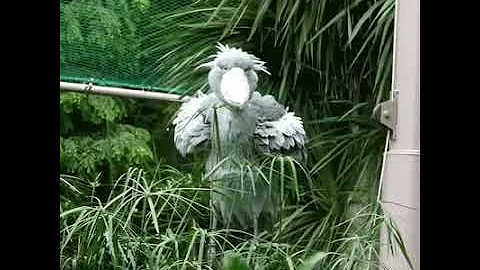 ShoeBill Stork Doin' His Dance