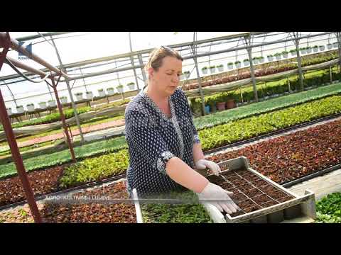 Video: Ne Vazhdojmë Të Përgatisim Fidanë Lule Për Maj