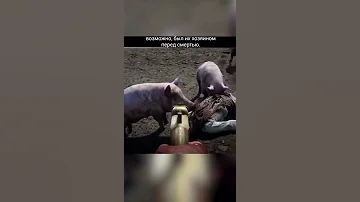 Я не знал, что свиньи едят людей #shorts