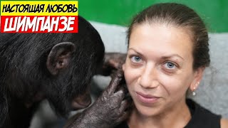 Уход за кожей и волосами от ШИМПАНЗЕ | Настоящая любовь у животных