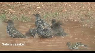 زرزور أوروبي، اخليش، طير المقر، Common Starling