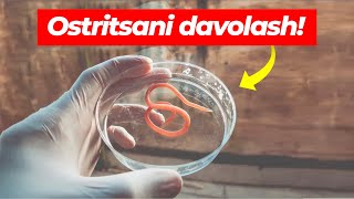 Ostritsani Oson Davolash: Transform Your Life!