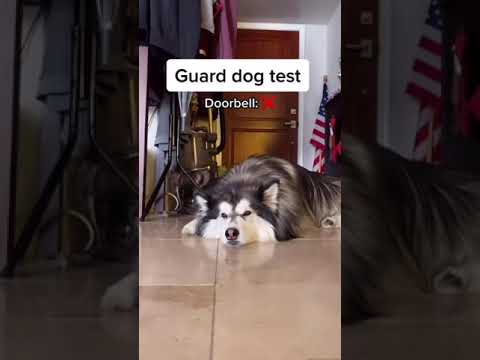 Guard Dog Test