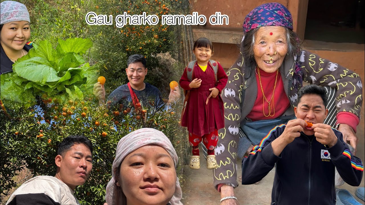 गाउ को सुन्तला कति धेरै 😊#subscribemychannel #sujanavlogs #keepsupporting 🙏🏼🫶