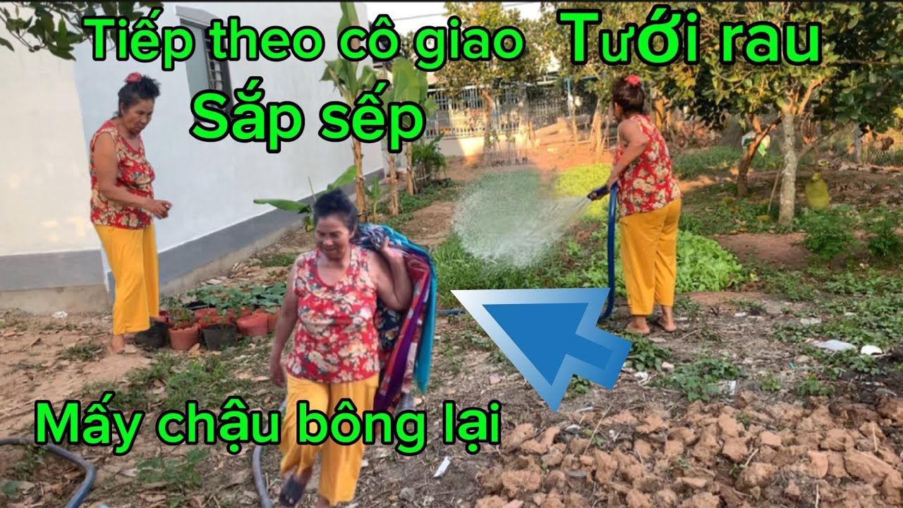 Tiếp theo cô giao/ tưới rau dọn dẹp mấy chậu cà với bông lại/ theo thứ tự