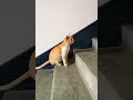 cat meow voice 🐈😺 #cat #meow #voice #shorts #trending #video #2026