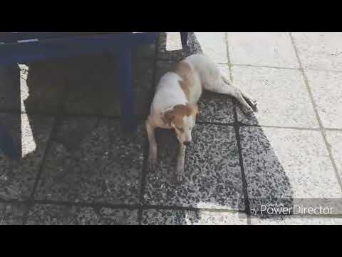 \"\"ბრძოლა გადარჩენისათვის\"\"