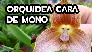 Orquídea Cara de Mono | Semillas de Internet - YouTube