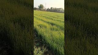 Aam ke saath Pyaz ka Game #onionfarming #mangofarming #intercropping #mixedfarming #cropmanagement