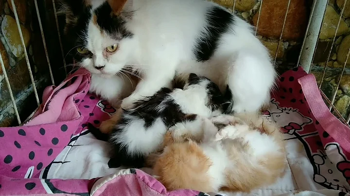 Video 3245131: chocolate persian, persian male, himalayan