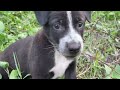 Baby dog wants to bite rooster for food. #puppy #cute #dog #funny #animals 