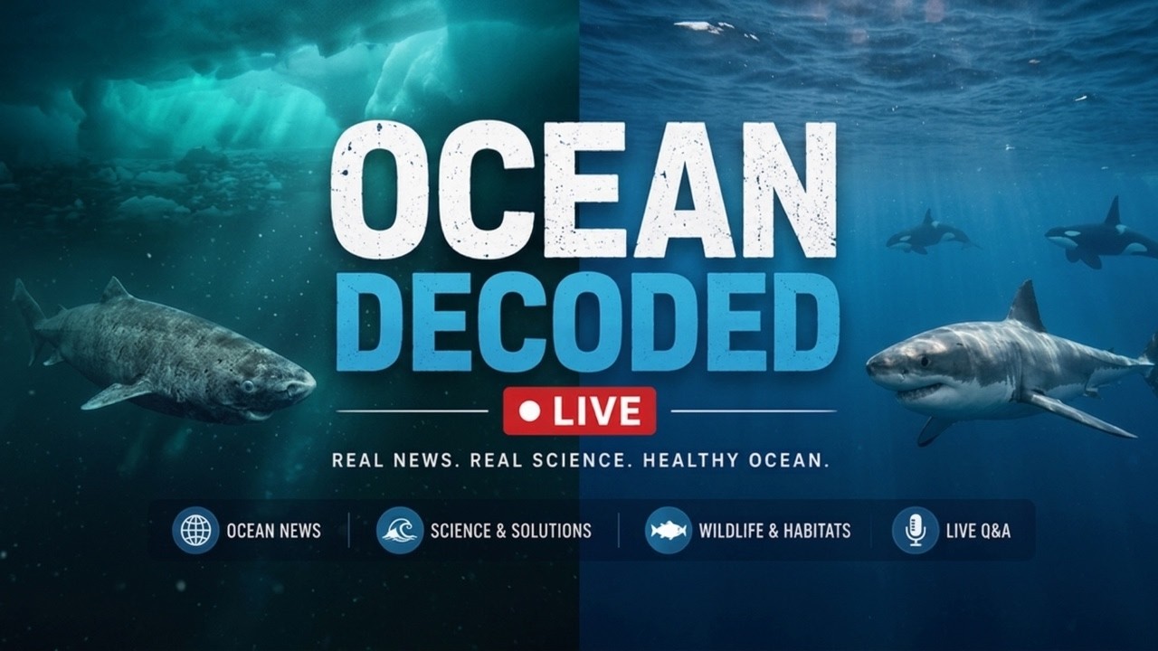 📱 Ocean Media Myths Debunked: 2048, the 400-Year-Old Shark and South Africa's Vanishing Great Whit