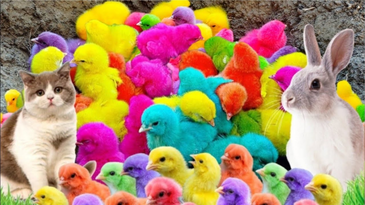 Menangkap ayam lucu, ayam warna warni, ayam rainbow, bebek, angsa, ikan hias, ikan cupang, Kelinci