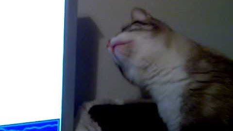 Awesome beautiful cat trying to follow mouse cursor on monitor