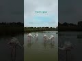 Flamingos Are Born Gray — Their Pink Color Comes Entirely From Food