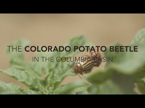 Video: Kumbang Kentang Colorado - Bagaimana Menanganinya
