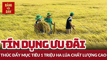 Triển khai tín dụng thực hiện đề án 1 triệu hécta lúa chất lượng cao | Tin tức KINH TẾ - XÃ HỘI