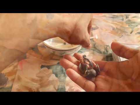 Video: How To Feed A Sparrow Chick