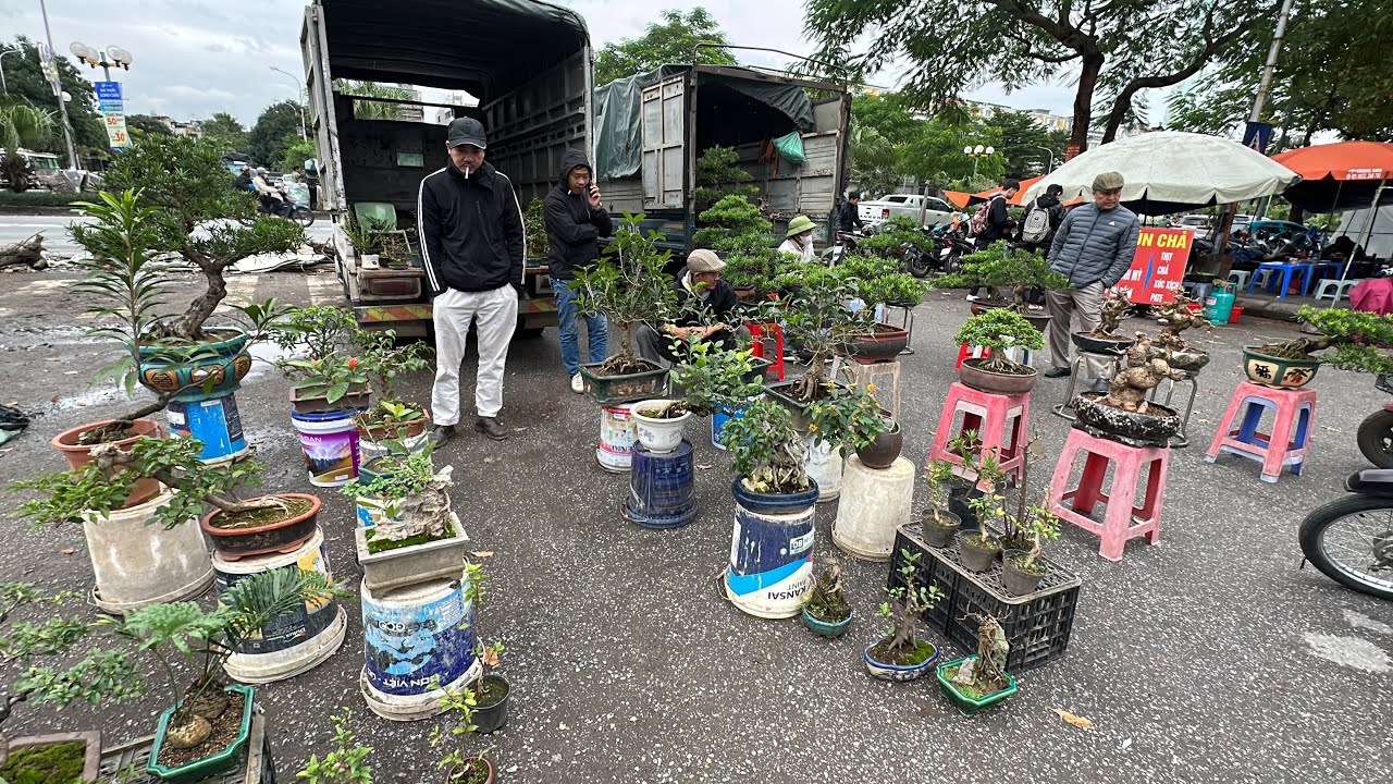 BÀ TRÙM BONSAI SĂN HẾT CÂY ĐẸP CHỢ VẠN PHÚC, BÁO GIÁ TOÀN BONSAI ĐẸP