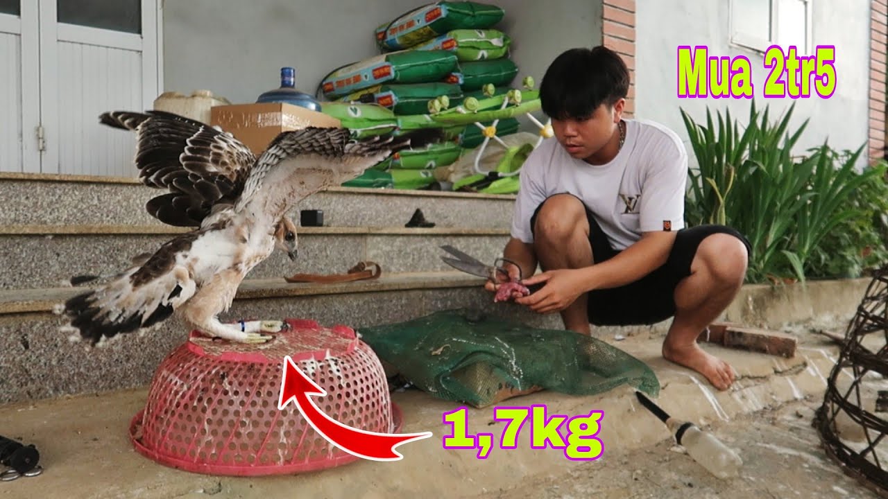 Đại Bàng Ưng Non Đã Về Đội Bất Ngờ Gà Rừng Đã Nở | @Dân Tộc Tây Bắc Tv