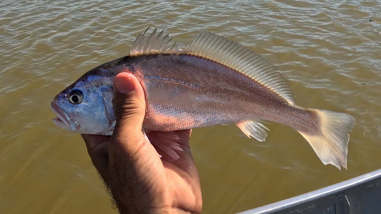 O CASCUDIM FOI NA FAMOSA MATA DOS MACACOS - PARTE  2@marcelomatadosmacacos1312