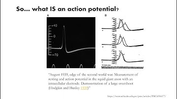 Dynamical Systems in Neuroscience 06: The Action Potential - from Galvani to Hodgkin & Huxley