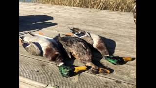 Duck hunting in Ukraine/Супер охота на утку 05.10.2016(Этот ролик обработан в Видеоредакторе YouTube (http://www.youtube.com/editor), 2016-11-09T14:31:30.000Z)