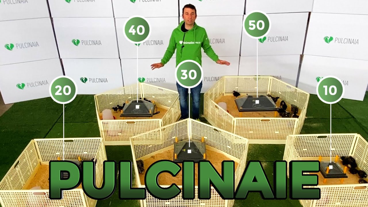 Kit Completo Per Nascita Pulcini - Incubatrice Uova Con Mangiatore, Bevitoio, Lampada E Accessori