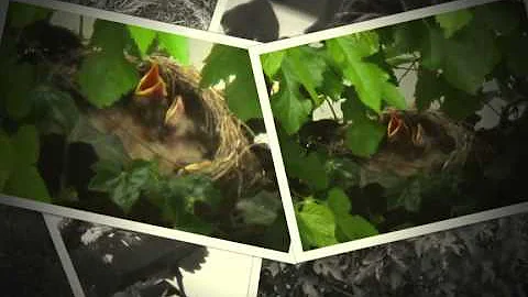 The Robin's of Cranford