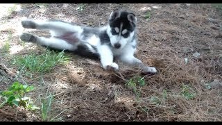 Husky Puppy notices pine needles for the first time!  Funny Reaction by AnimalHouseforReal 1,030 views 5 years ago 1 minute, 1 second