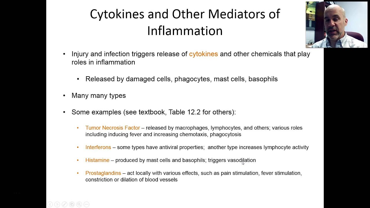 BIO 220 DISTANCE - CHAP 12 - VID 6 - THE INFLAMMATORY RESPONSE