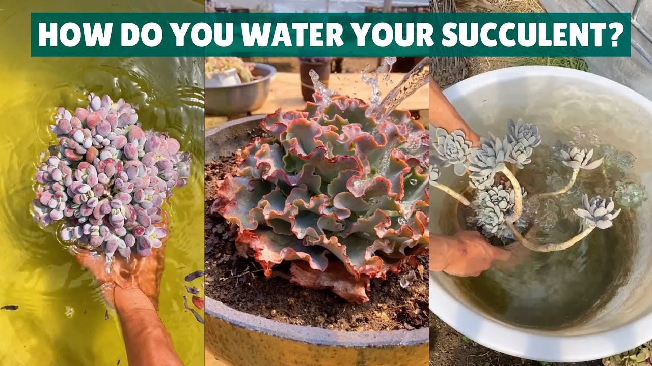 How do you water your succulents suculentas youtube