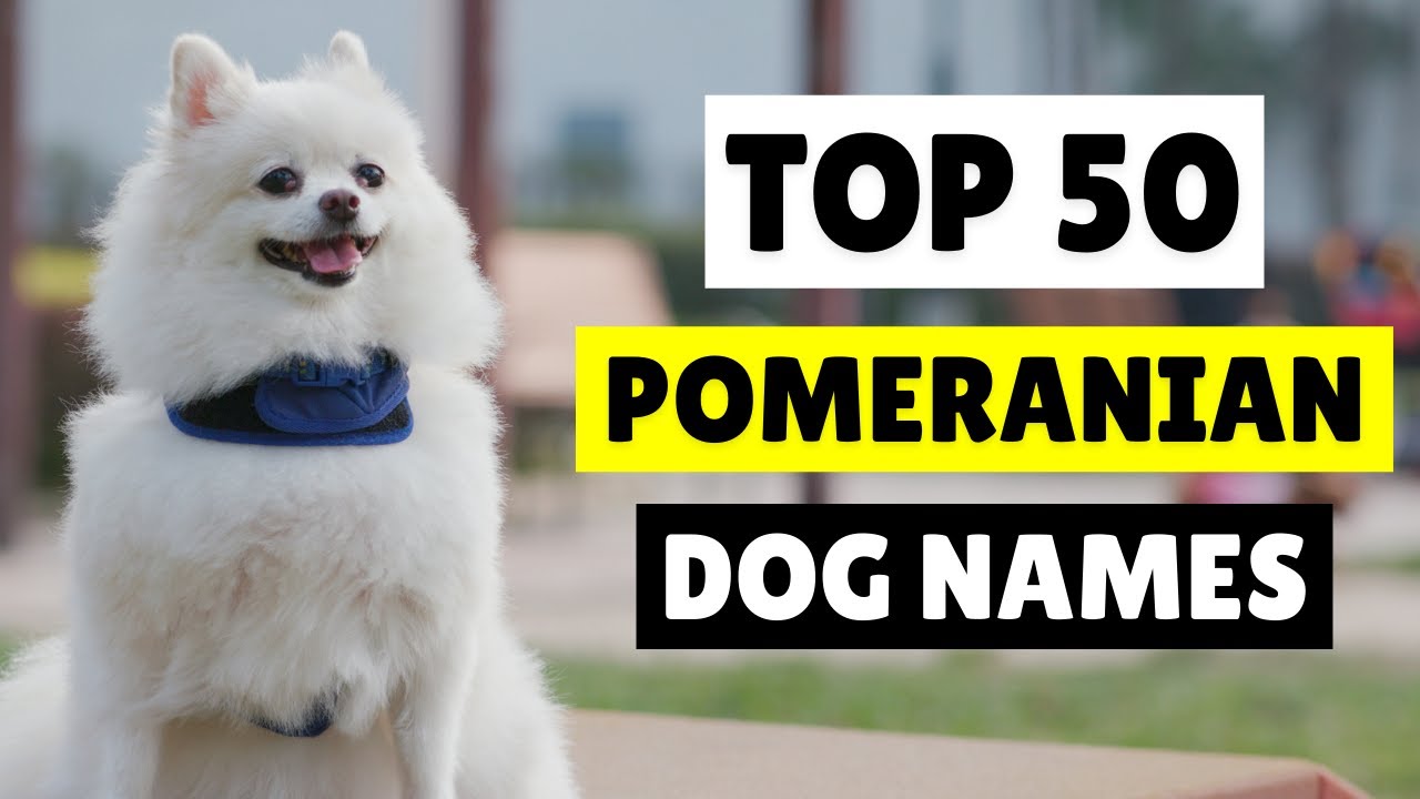 CUTE POMERANIAN DOG NAMES 🥰 TOP 50 ( MALE AND FEMALE ) - YouTube