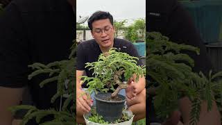 บอนไซมะขาม bonsai @Top-DIY