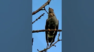Самец кукушки.