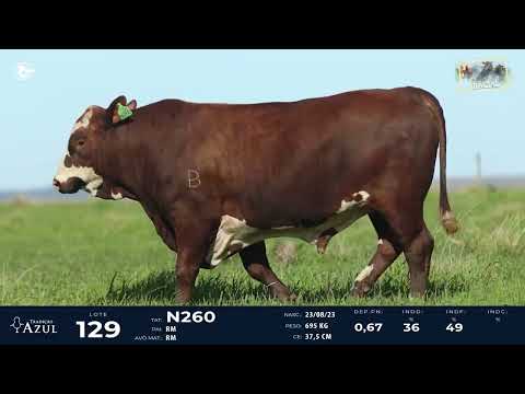 LOTE 129   TAT N260 M Braford