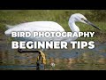 5 Bird Photography Tips for Beginners