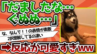 【2ch動物スレ】最高のリアクションを見せてくれるイッヌ達…犬「ぐぬぬ…だましたな…」wwwwwwwwww